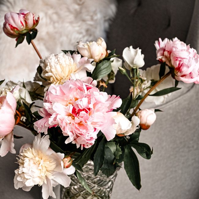 Garden Peony