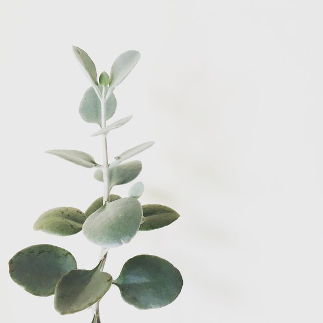 Eucalyptus Bundle